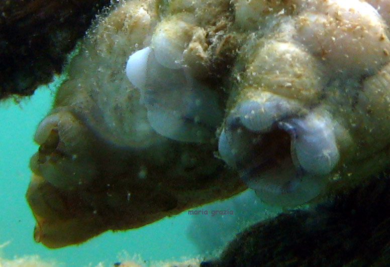 Styela plicata (Lesueur, 1823)